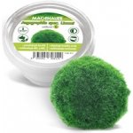 Cladophora Aegagropila spec. Linnaei – Zboží Dáma