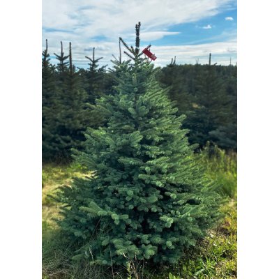 Stromkyonline.cz Živý řezaný vánoční stromek Smrk pichlavý do 120 cm – Zboží Dáma