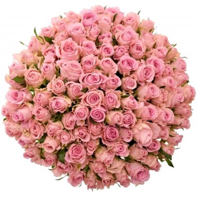 Kytice 100 růžových růží BABYFACE 40cm – Zboží Dáma Kytice 100 růžových růží BABYFACE 40cm – Zboží Dáma