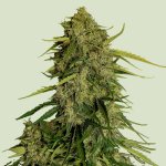 Royal Queen Seeds Atlas F1 semena neobsahují THC 3 ks – Zboží Mobilmania