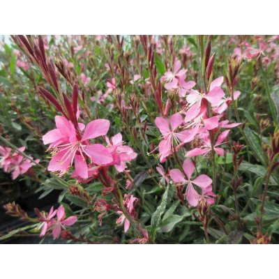 Gaura lindh. 'Cherry Brandy Gauchebra' Velikost hrnku: 2l terac – Hledejceny.cz