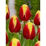 Tulipán 'Dow jones' 5 ks – Hledejceny.cz