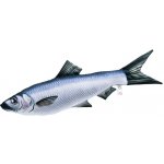 Gaby Sleď obecný mini (clupea harengus) polštář 37 – Zboží Dáma