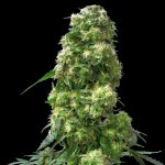 Sensi Seeds Early Skunk semena neobsahují THC 5 ks – Zboží Dáma