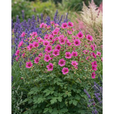 Mochna nepálská 'Ron Mcbeath' 1 ks – Zboží Dáma