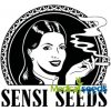 Semena konopí Sensi Seeds Sensi Amnesia Automatic semena neobsahují THC 3 ks