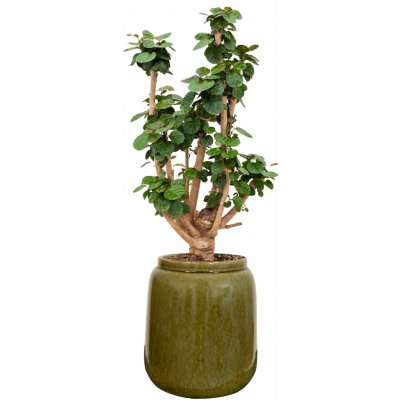 Ter Steege Váza Nine olive green D21 H23 – Hledejceny.cz