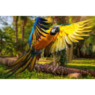 Dimex MS-5-0413 Vliesová fototapeta Krásný barevný papoušek rozměry 375 x 250 cm – Hledejceny.cz