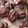 Osivo a semínko CHILLIMAT Chilli sazenice Habanero Chocolate 1ks