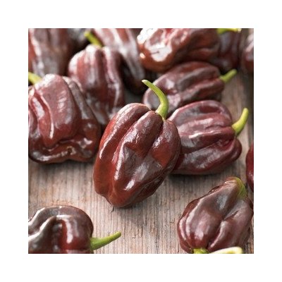 CHILLIMAT Chilli sazenice Habanero Chocolate 1ks