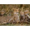 Tapety WEBLUX Fototapeta plátno Mother cheetah and her cubs in the savannah. Kenya. Tanzania. Africa. National Park. Serengeti. Maasai Mara. An excellent illustration. - 1003678 160 x 116 cm