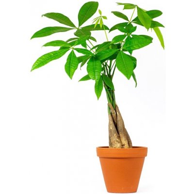 Gardners Pachira aquatica spletený kmen, průměr 12 cm Pachira vodní – Sleviste.cz