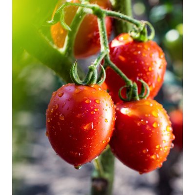 Rajče Tutti Frutti F1 - Solanum lycopersicum - osivo rajčat - 6 ks