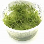 Leptodictyum riparium - Stringy mech – Zboží Dáma