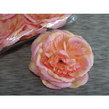 Růže hlavičky rozkvetlé losos-meruňka 10cm