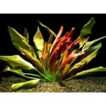 Echinodorus Beauty Red - Šípatkovec pěkně červený – Sleviste.cz