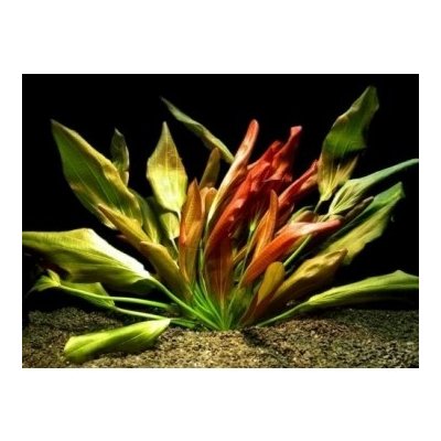 Echinodorus Beauty Red - Šípatkovec pěkně červený – Sleviste.cz