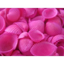Dijk Natural Collection Mušle Clam rose shell 150 g růžová