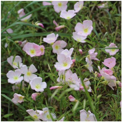 Pupalka růžová kobercová - Oenothera speciosa - semena pupalky - 50 ks – Zboží Mobilmania