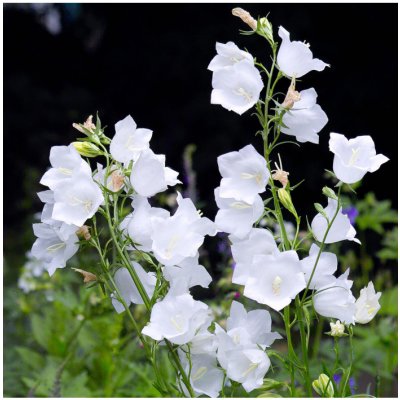 Zvonek bílý broskvolistý - Campanula persicifolia alba - osivo zvonku - 300 ks – Zboží Mobilmania