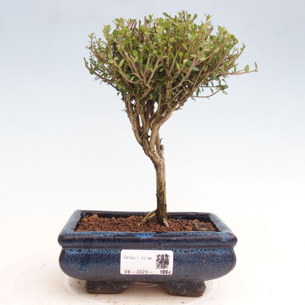 e-bonsai Venkovn bonsai-Lonicera nitida Twiggy -Zimolez | Srovnanicen.cz
