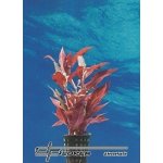 Alternanthera reineckii Rot – Hledejceny.cz