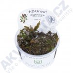 Cryptocoryne wendtii "Mi Oya" – Zboží Dáma