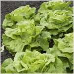 Salát hlávkový Attractie - Lactuca sativa - semena salátu - 100 ks – Zboží Mobilmania