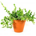 Gardners Ficus pumila variegata, průměr 6 cm Fíkus droboučký – Hledejceny.cz
