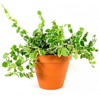 Gardners Ficus pumila variegata, průměr 6 cm Fíkus droboučký – Hledejceny.cz