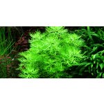 Hottonia inflata - Žebratka zploštělá – Zboží Dáma