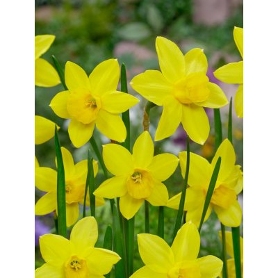 Narcis 'Marie curie diamond' 5 ks – Hledejceny.cz