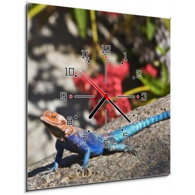 Obraz s hodinami 1D - 50 x 50 cm - Red-headed Rock Agama on rock Červené – Zboží Mobilmania