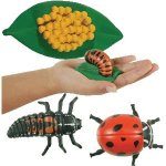 Insect Lore Životní cyklus Beruška – Zboží Dáma