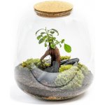 Gardners Skleněná dóza Molinia s korkovým špuntem, 25x23 cm - osázené Ficus Microcarpa Ginseng – Hledejceny.cz