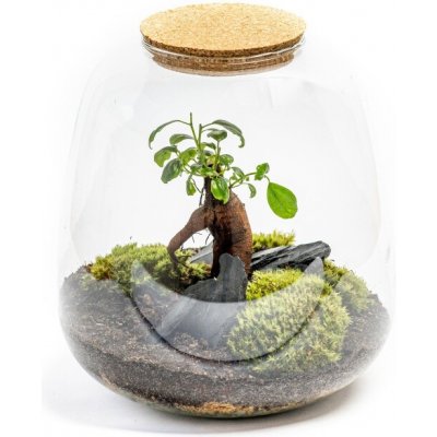 Gardners Skleněná dóza Molinia s korkovým špuntem, 25x23 cm - osázené Ficus Microcarpa Ginseng – Hledejceny.cz