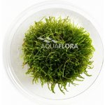 Taxiphyllum sp. Giant – Zboží Dáma