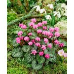 Brambořík podzimní 'Cyclamen cilicium' 1 ks – Zboží Dáma