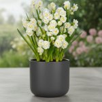 Sadbový set narcisů Produkty: Narcis 'Bridal crown' – Hledejceny.cz