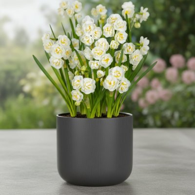 Sadbový set narcisů Produkty: Narcis 'Bridal crown' – Hledejceny.cz