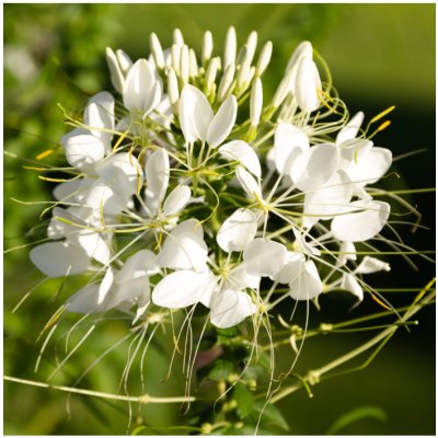 Luštěnice trnitá bílá - Cleome hassleriana - semena luštěnice - 10 ks