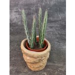 Stapelia stapeliiformis mini – Hledejceny.cz