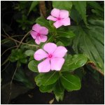 Barvínek Lavender F1 - Catharanthus - prodej semen - 30 ks – Zboží Dáma