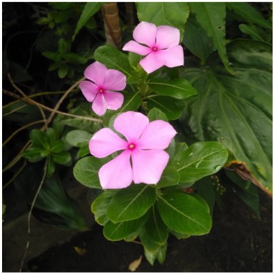 Barvínek Lavender F1 - Catharanthus - prodej semen - 30 ks – Zboží Dáma