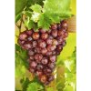 Osivo a semínko Vinná réva BIO jahodová bezsemenná FloraSelf Bio Vitis vinifera 'Palatina' výška cca 90 cm květináč 3 l