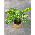 Aglaonema Maria 14 cm – Zboží Dáma