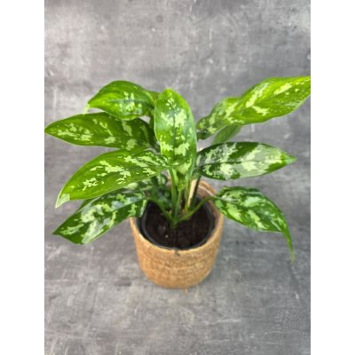 Aglaonema Maria 14 cm – Zboží Dáma