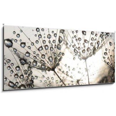 Skleněný obraz 1D panorama - 120 x 50 cm - Dandelion seeds with dew drops Semena pampelišky s kapkami rosy – Zboží Mobilmania