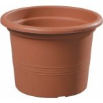 květ. d11cm CAMPANULA TER – Hledejceny.cz
