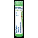 EQUISETUM HIEMALE POR 5CH GRA 1X4G – Hledejceny.cz